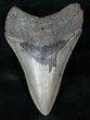 Sharp Lower Megalodon Tooth - SC #12884-1